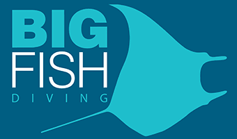 Big Fish Diving